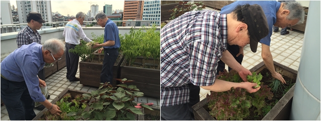 7인7색무지개밥상 텃밭활동