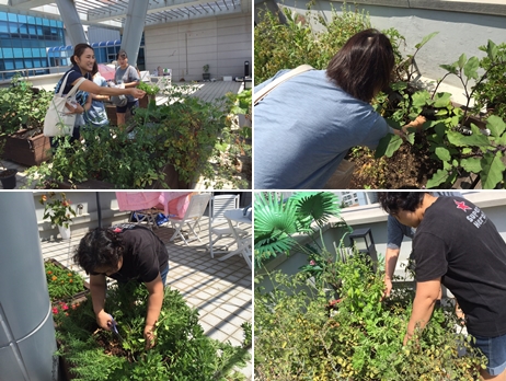 우리가 green 마을 옥상정원 활동