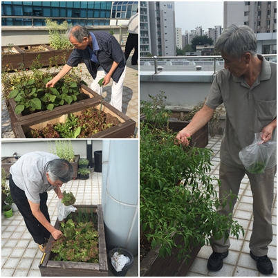 7인7색무지개밥상 텃밭활동