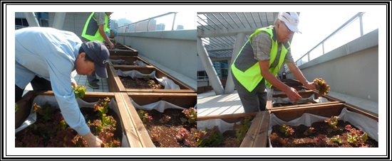 2013년 8월 26일 옥상텃밭에서 첫 생산물 수확을 하였습니다.