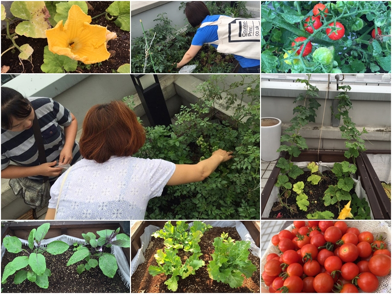 우리가 green 마을 텃밭활동 수확