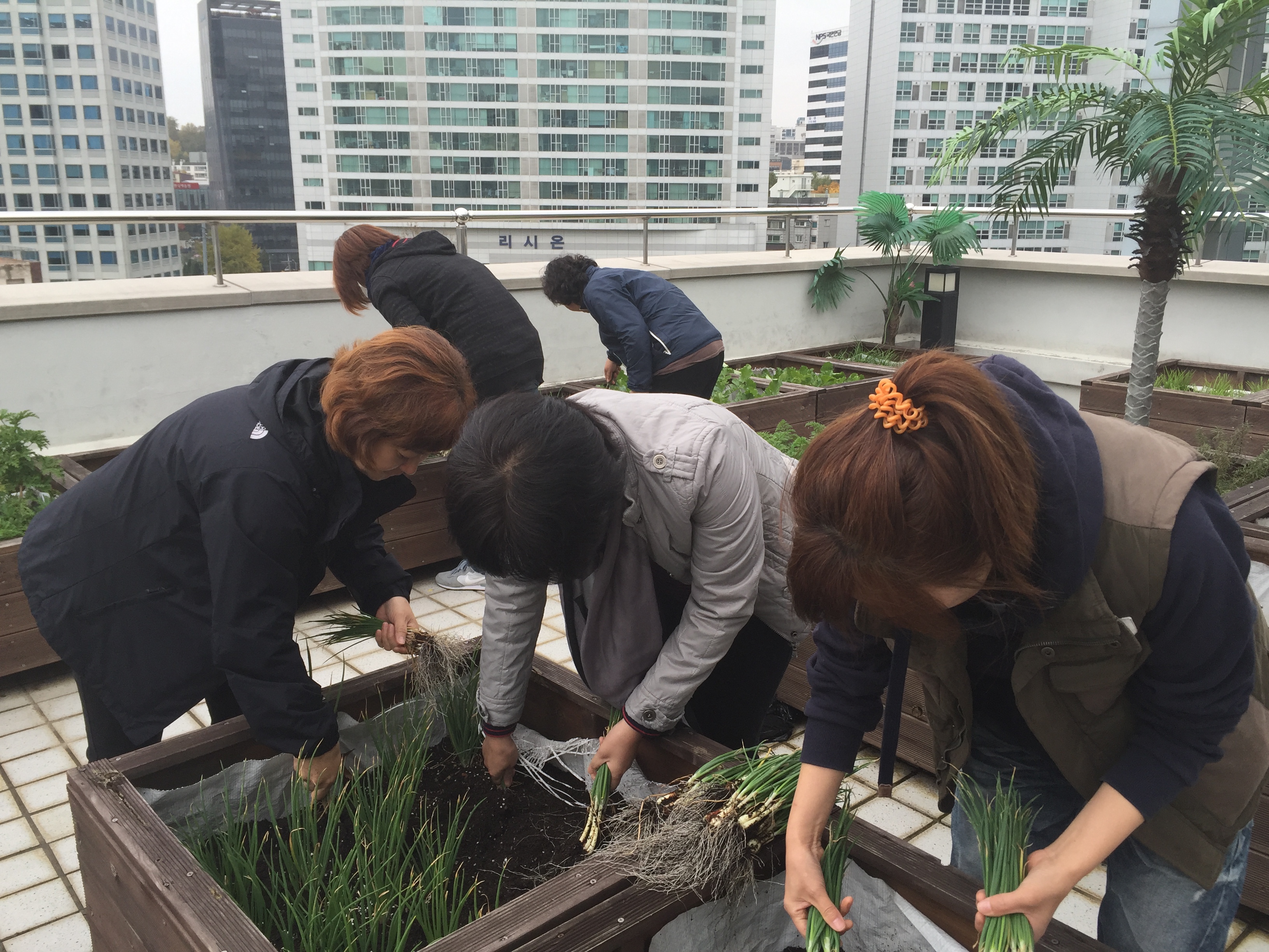 우리가 green 마을 옥상정원 가꾸기